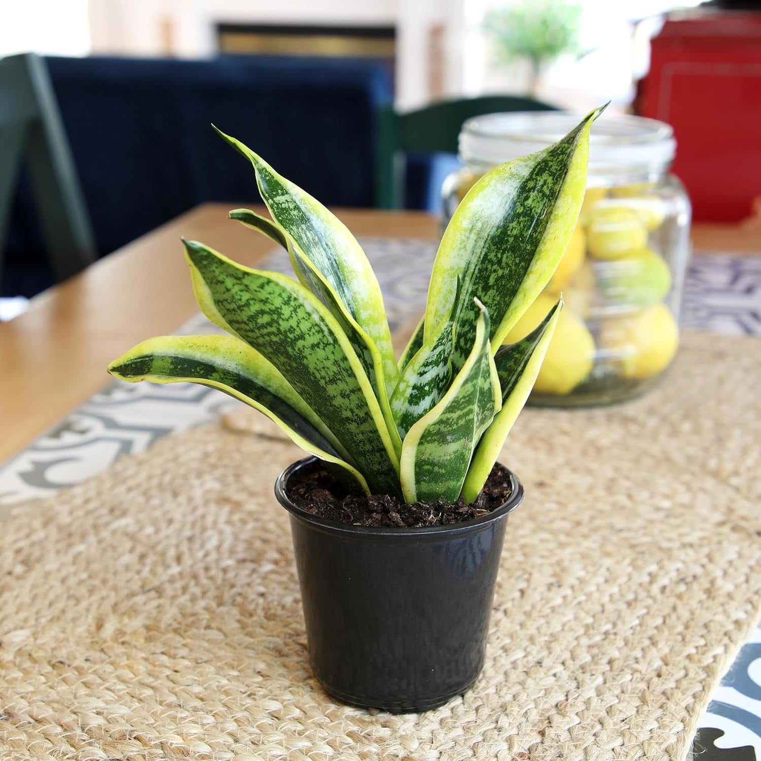 Live Snake Plant, Sansevieria Trifasciata Superba, Fully Rooted Indoor House Plant in Pot, Mother in Law Tongue Sansevieria Plant, Potted Succulent Plant, Houseplant in Potting Soil by