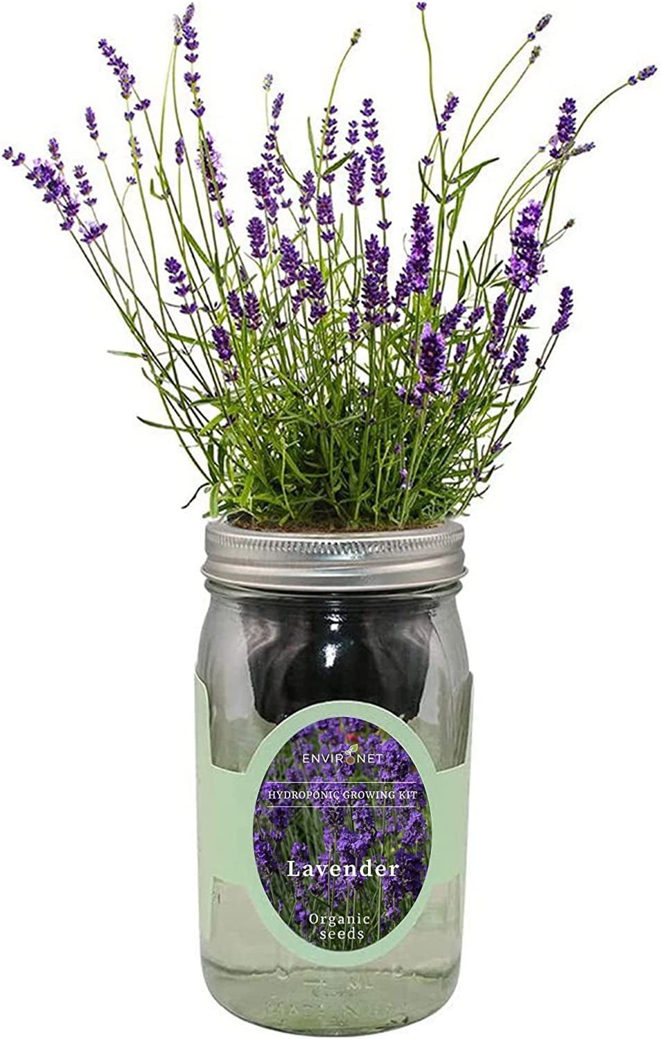 Hydroponic Herb Growing Kit, Self-Watering Mason Jar Herb Garden Starter Kit Indoor, Windowsill Herb Garden, Grow Your Own Herbs from Organic Seeds (Lavender)